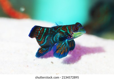 Mandarin Dragonet Fish (Synchiropus Splendidus) In Aquarium