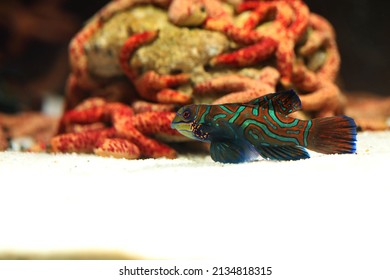 Mandarin Dragonet Fish (Synchiropus Splendidus) In Aquarium