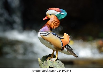 Mandarin Duck