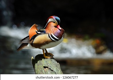 Mandarin Duck