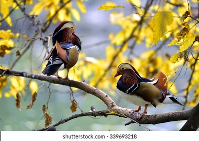 Mandarin Duck