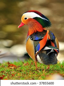 Mandarin Duck