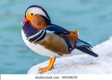 Mandarin Duck