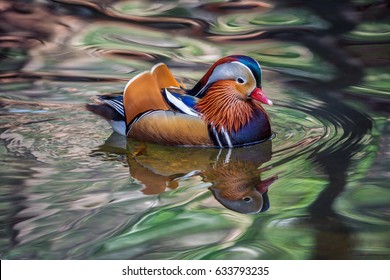 Mandarin Duck.