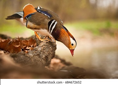 Mandarin Duck