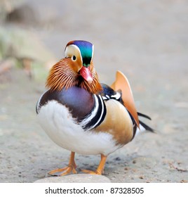 Mandarin Duck