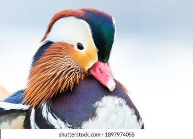 Mandarin duck (Aix galericulata), with the beautiful white coloured water surface. Beautiful duck with colourful feathers from the river in the morning mist. Wildlife scene from nature, Czech Republic - Powered by Shutterstock