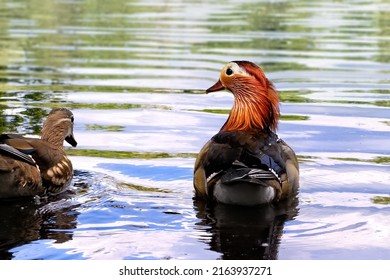 Mandarin Duck Aix Galericulata Perching Duck