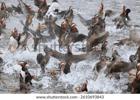The mandarin duck (Aix galericulata) is a perching duck species native to the East Palearctic. This photo was taken in Japan.