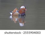 Mandarin duck, Aix galericulata, single male on water, Warwickshire