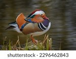 Mandarin Duck, Aix galericulata, sitting on the branch with blue water surface in background. Beautiful bird near the river water. Blue river surface with duck, Germany, Europe.
