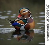 Mandarin Duck is an exquisite and colorful waterfowl, celebrated for its extraordinary and vibrant plumage. The male Mandarin Duck is especially striking, adorned with a dazzling array of colors inclu