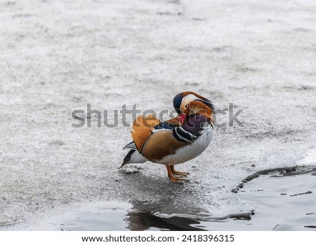 Mandarin duck grooming his wings on the ice of the lake in Stockholm