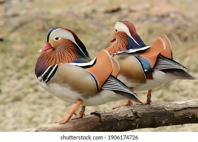 Mandarin Duck Male. Aix Galericulata. Scotland Neck, NC. 3 April 2015