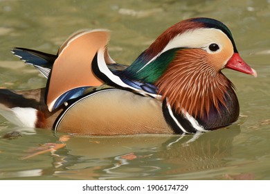 Mandarin Duck Male. Aix Galericulata. Scotland Neck, NC. 3 April 2015