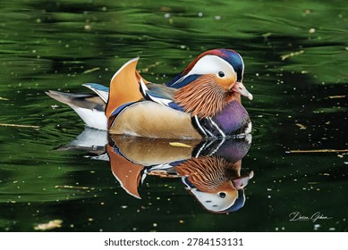 Mandarin Duck with mirror reflection