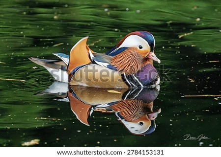 Mandarin Duck with mirror reflection