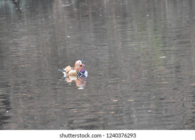 Mandarin Duck In NYC