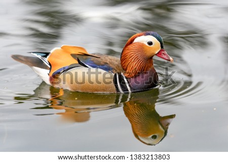 Mandarin duck on the lake in England