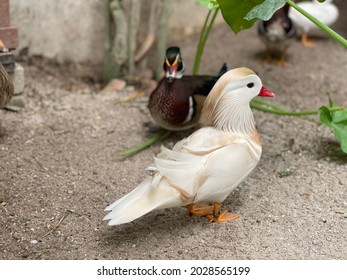 The Mandarin Duck Is A Perching Duck Species Native To The East Palearctic.