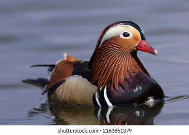 The Mandarin Duck Is A Perching Duck Species Native To The East Palearctic.