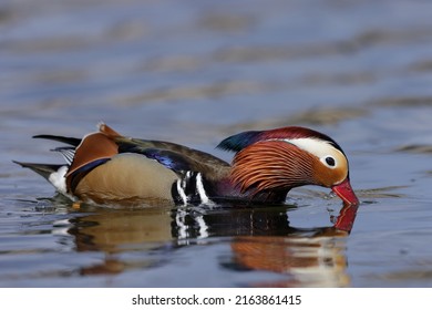 The Mandarin Duck Is A Perching Duck Species Native To The East Palearctic.