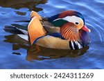 Mandarin duck portrait in winter with nice reflections