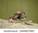 mandarin duck scientific name Aix galericulata Linnaeus, 1758 of animal class birds - male and female