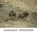 mandarin duck scientific name Aix galericulata Linnaeus, 1758 of animal class birds - male and female