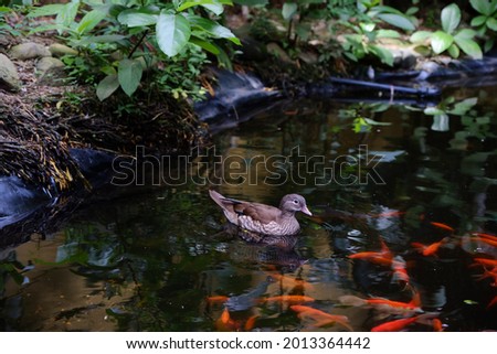 Mandarin duck swimming in fish pond. Koi fish, black freshwater fish coexist with poultry. mutualistic symbiosis.
