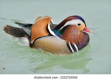 Mandarin duck  swimming in an italian lake