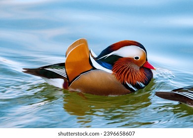 A Mandarin Duck swimming in the water of a park with many free animals. - Powered by Shutterstock