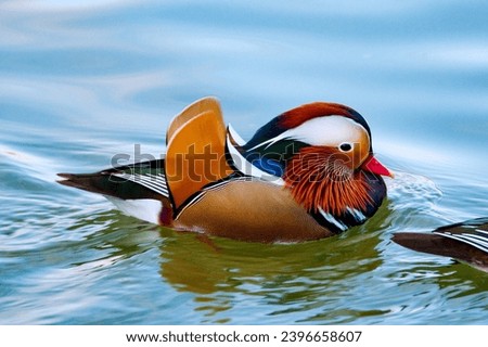 A Mandarin Duck swimming in the water of a park with many free animals.