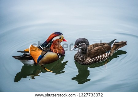 The mandarin duck (yuanyang) is a perching duck species found in East Asia, The mandarin, widely regarded as the world's most beautiful duck.