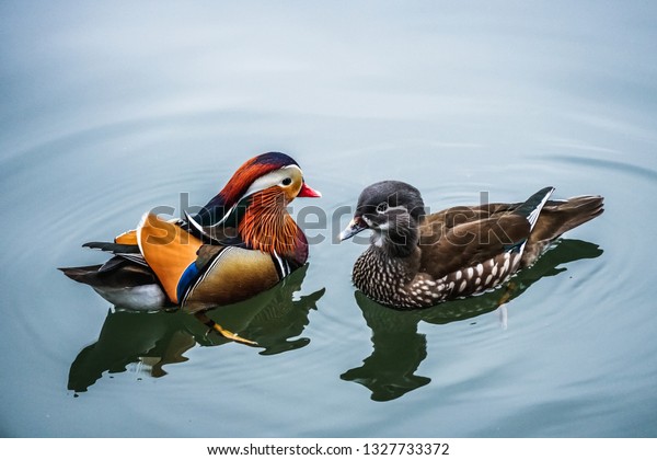 The mandarin duck (yuanyang) is a perching duck\
species found in East Asia, The mandarin, widely regarded as the\
world\'s most beautiful\
duck.