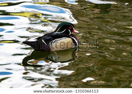 Mandarin ducks in captivity
