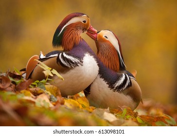 Mandarin Ducks In Love