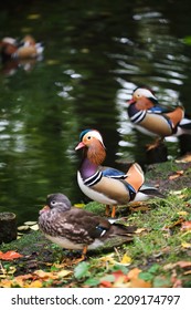 Mandarin Ducks In Warsaw Park