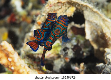 Mandarin Fish