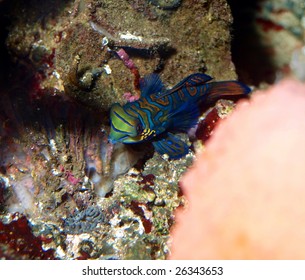 Mandarin Fish