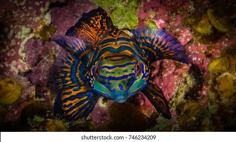 Mandarin Fish