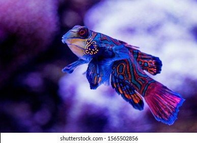 The Mandarin Fish At The Cairns Aquarium Shows Of Its Gorgeous Colours And Pattern, Against A Backdrop Of White Coral.