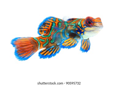 Mandarin Fish Dragonet Isolated On White Background