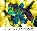 Mandarin fish marine life underwater