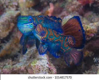 Mandarin Fish Mating