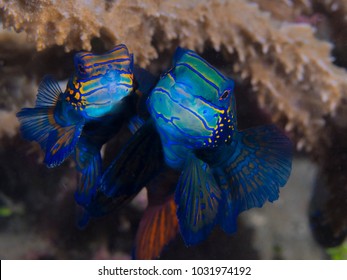 Mandarin Fish Mating