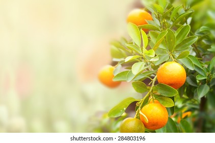 mandarin fruits on a tree, background