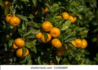 Mandarin orange