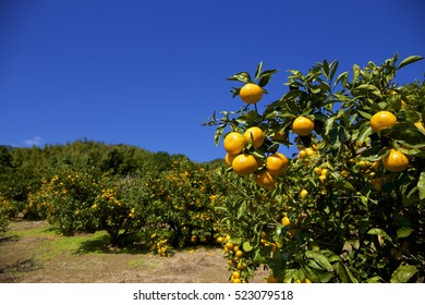 Mandarin Orange Field  Profit