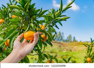 Mandarin Orange Hunting